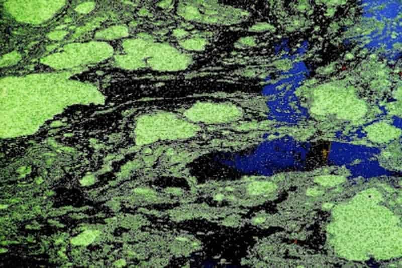 A close up of green liquid.