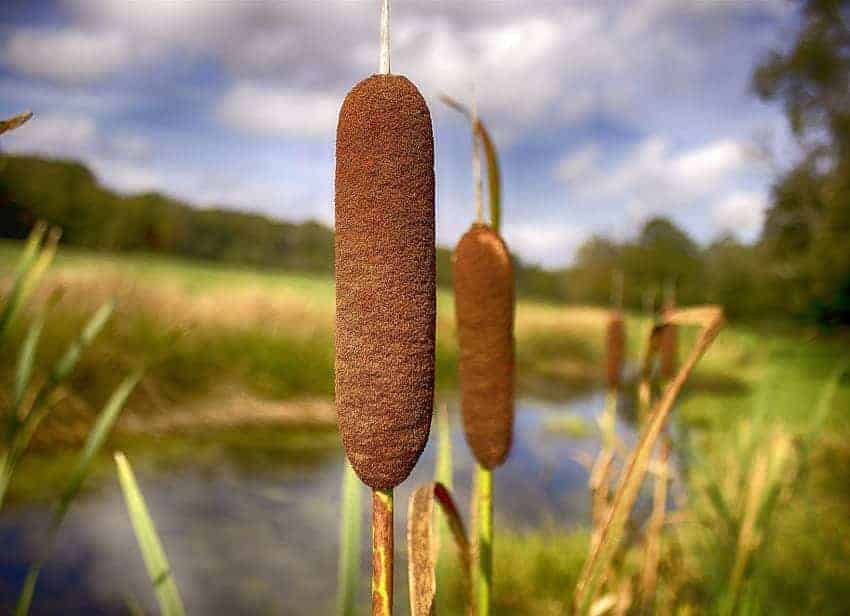 cattail removal services | Lake Management Inc.