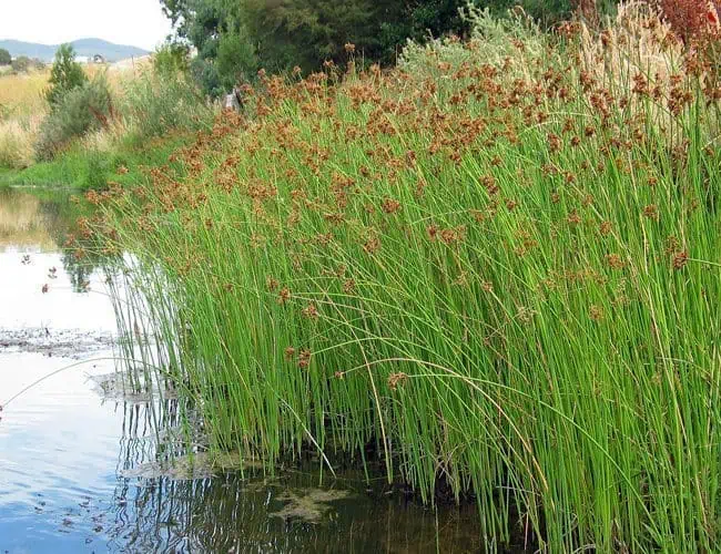 Bulrush Soft Stem or Schoenoplectus tabernaemontani Bog Plant | Lake Management Inc.