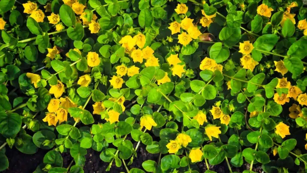 Creeping Water Primrose removal | Lake Management Inc.