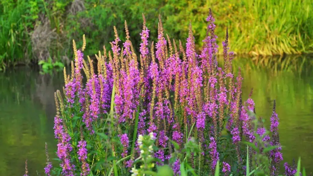 Purple Loosestrife pond plant removal | Lake Management Inc.