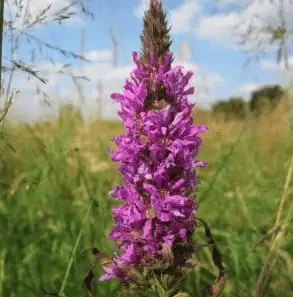 A purple flower amongst a field of wildflowers.