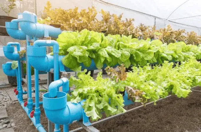 A hydroponic system using fish waste as fertilizer for lettuce and hemp plant growth.