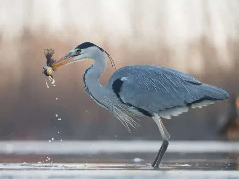 heron bird protection for koi fish | Lake Management Inc.