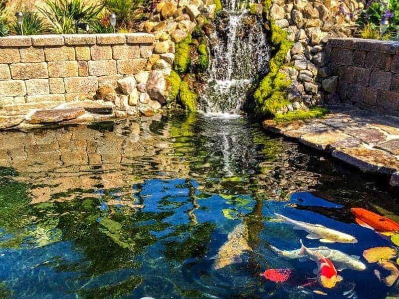 A koi pond with a stormwater retention basin and a waterfall in the middle.