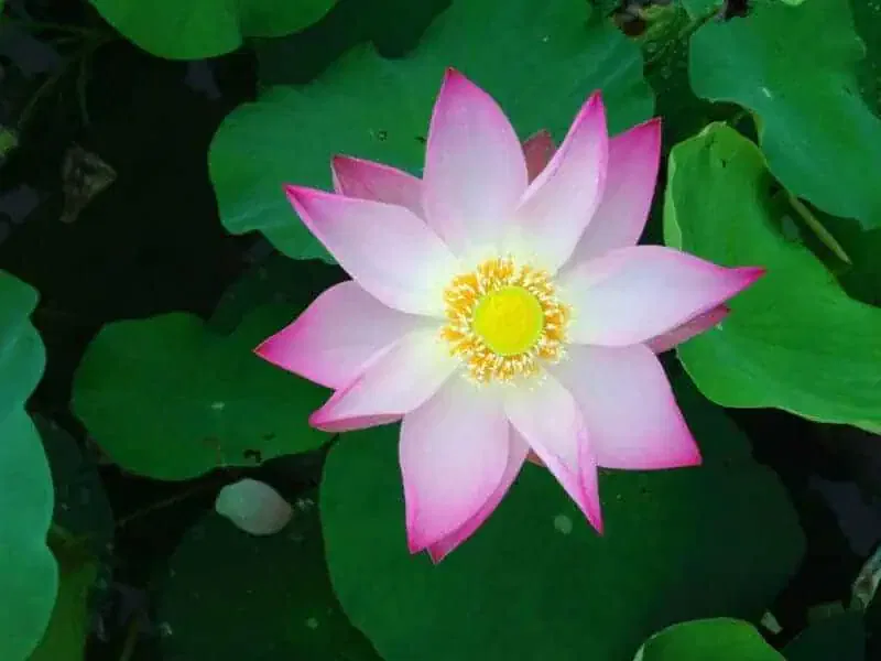 A lotus flower surrounded by stormwater retention basins.