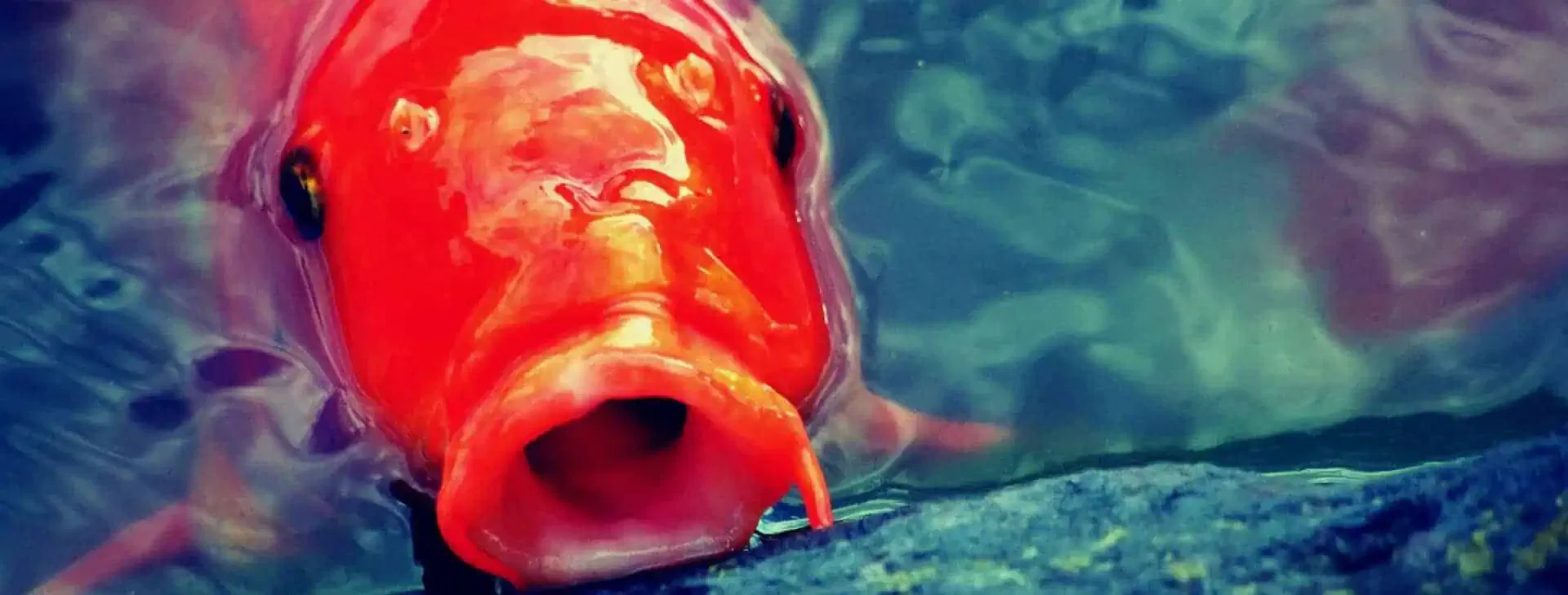 koi pond repair and maintenance | Lake Management Inc.