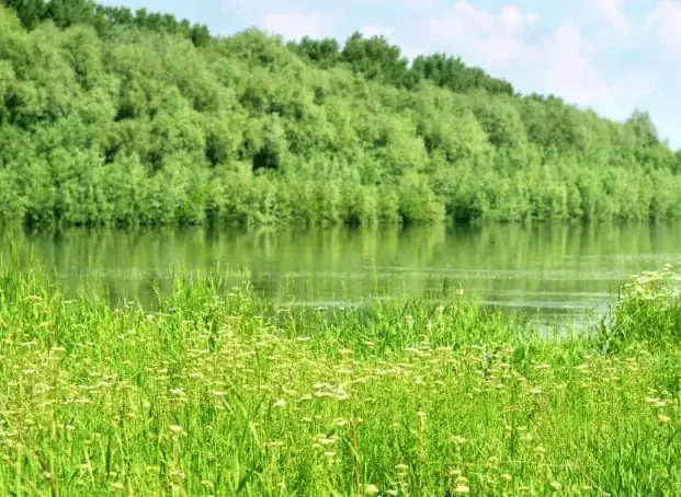 A lake with grass and trees in the background utilizing pesticide-free management methods.