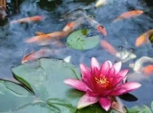 pond maintenance 2 | Lake Management Inc.