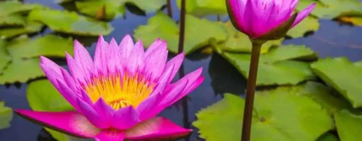 pond plant supply and installation orange county ca | Lake Management Inc.