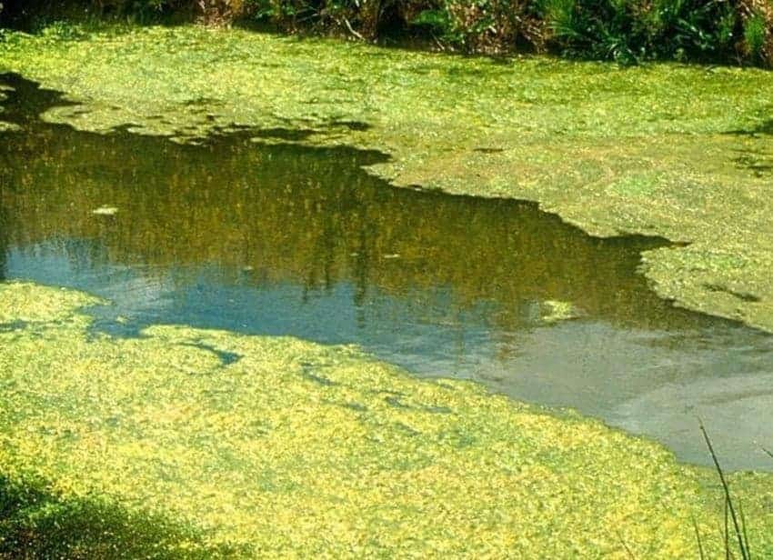 A pond with green algae in it.