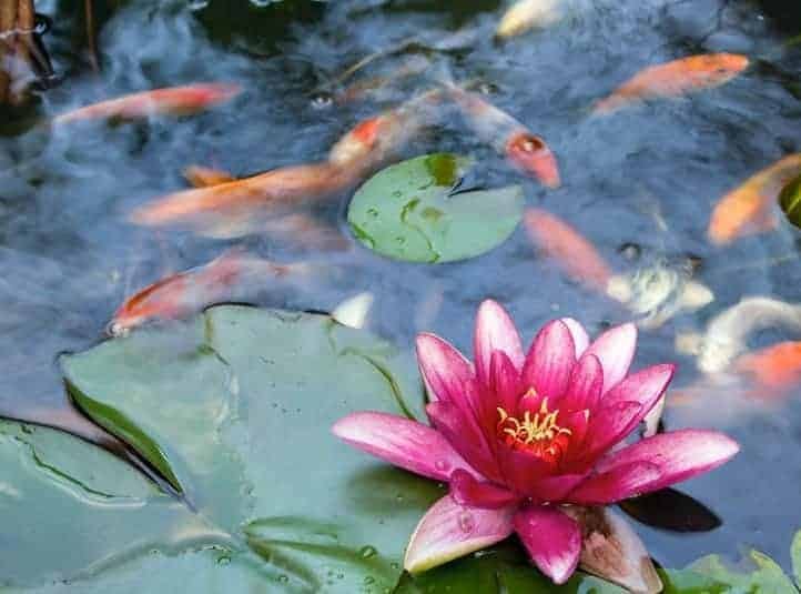 A pond with koi fish and a pink flower.