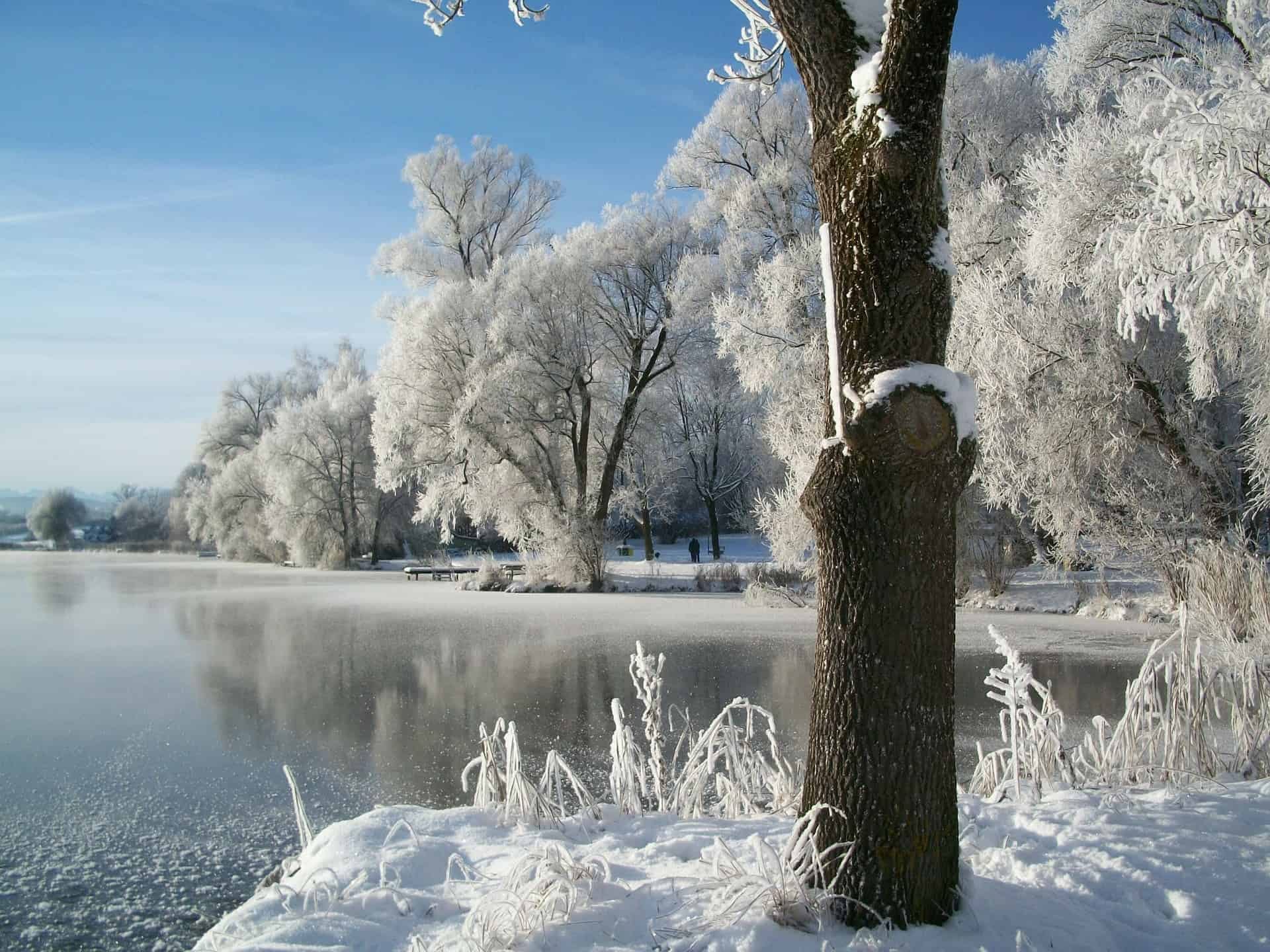 winter koi pond tips and tricks orange county ca | Lake Management Inc.