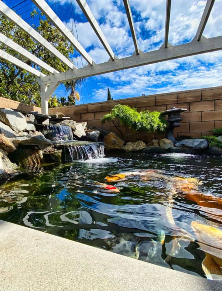 A backyard project featuring a koi pond with a pergola.