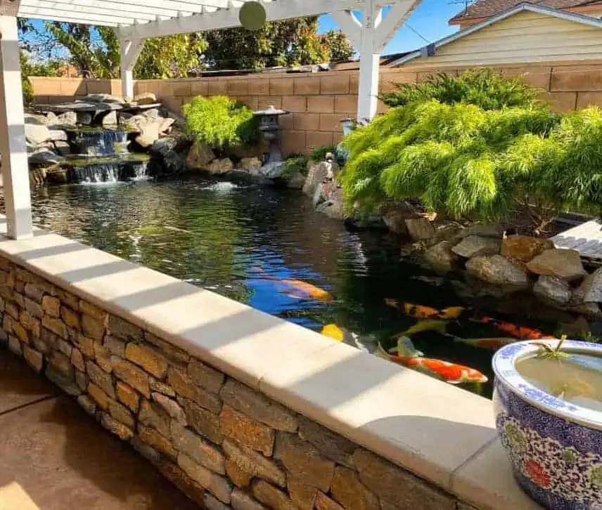 A backyard with a koi pond and waterfall.