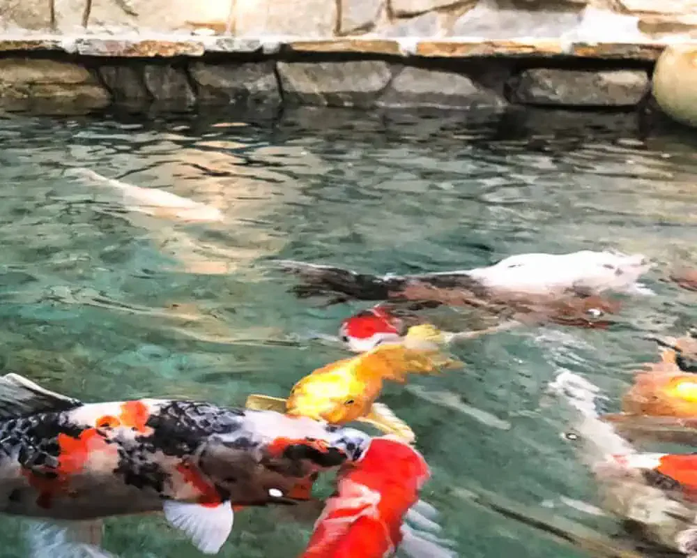 Koi fish swimming in a pond.
