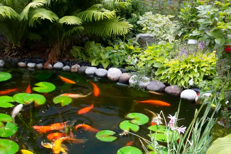 pond services