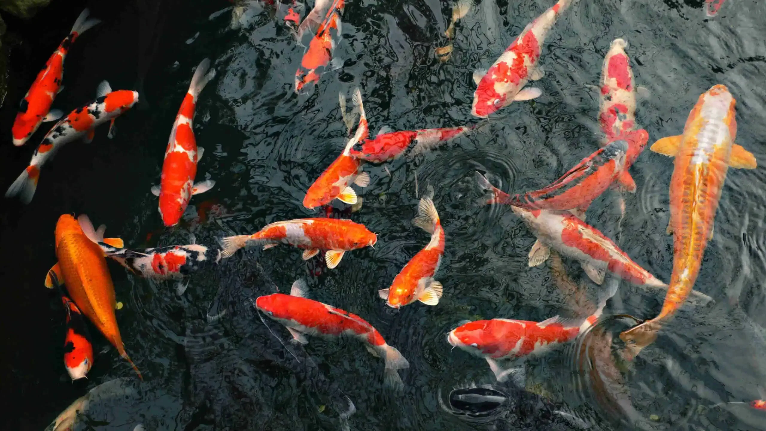 A group of colorful koi fish swimming in a pond, reflecting the harmony and vibrant energy we embrace at About Us.