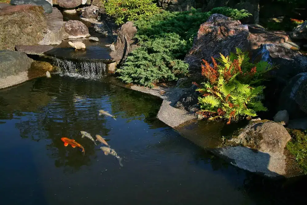 koi pond