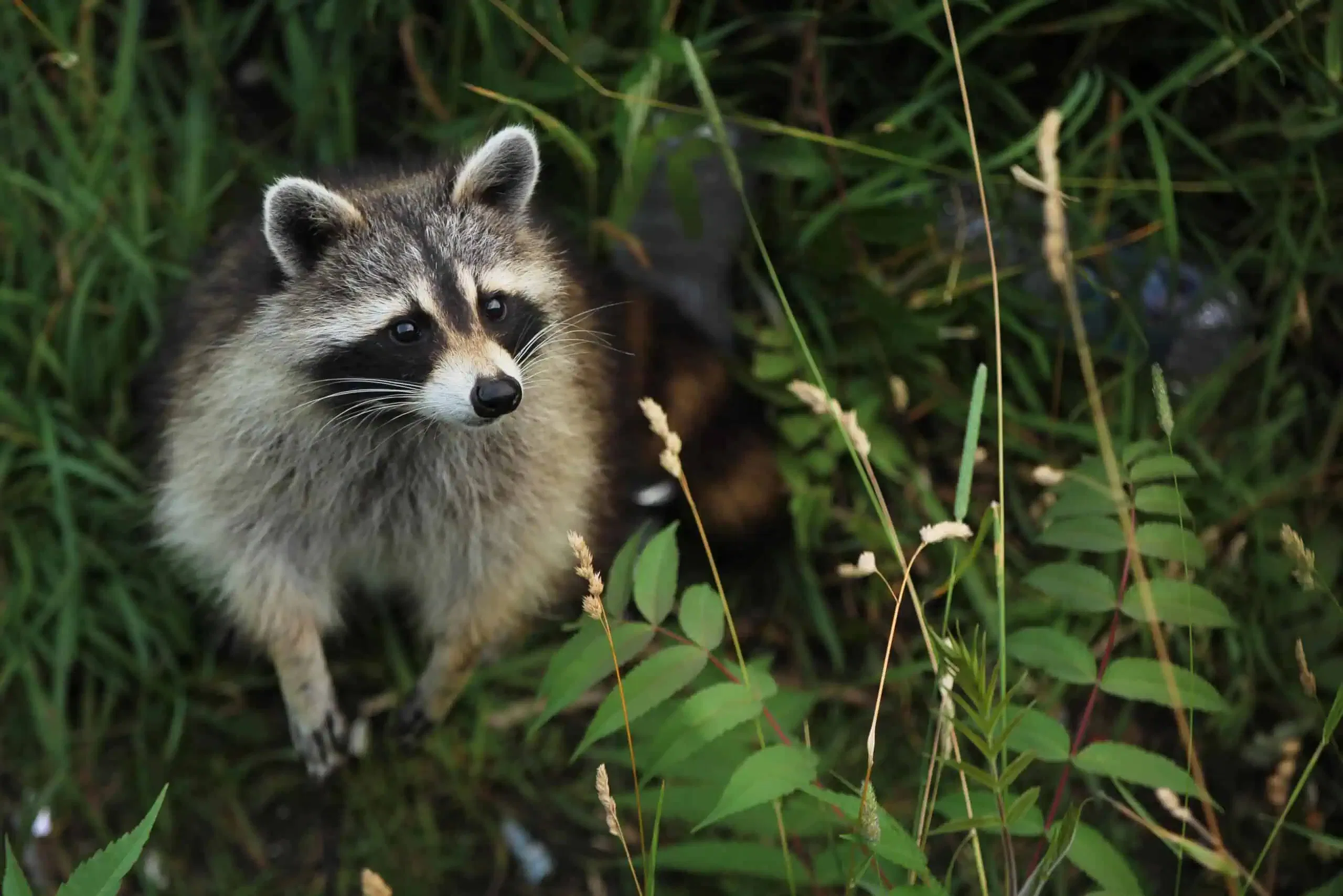 A raccoon stands amidst tall grass and plants, looking slightly to the side, blending seamlessly into its habitat. Its keen eyes seem ever watchful, hinting at the predatory instincts within this curious species.