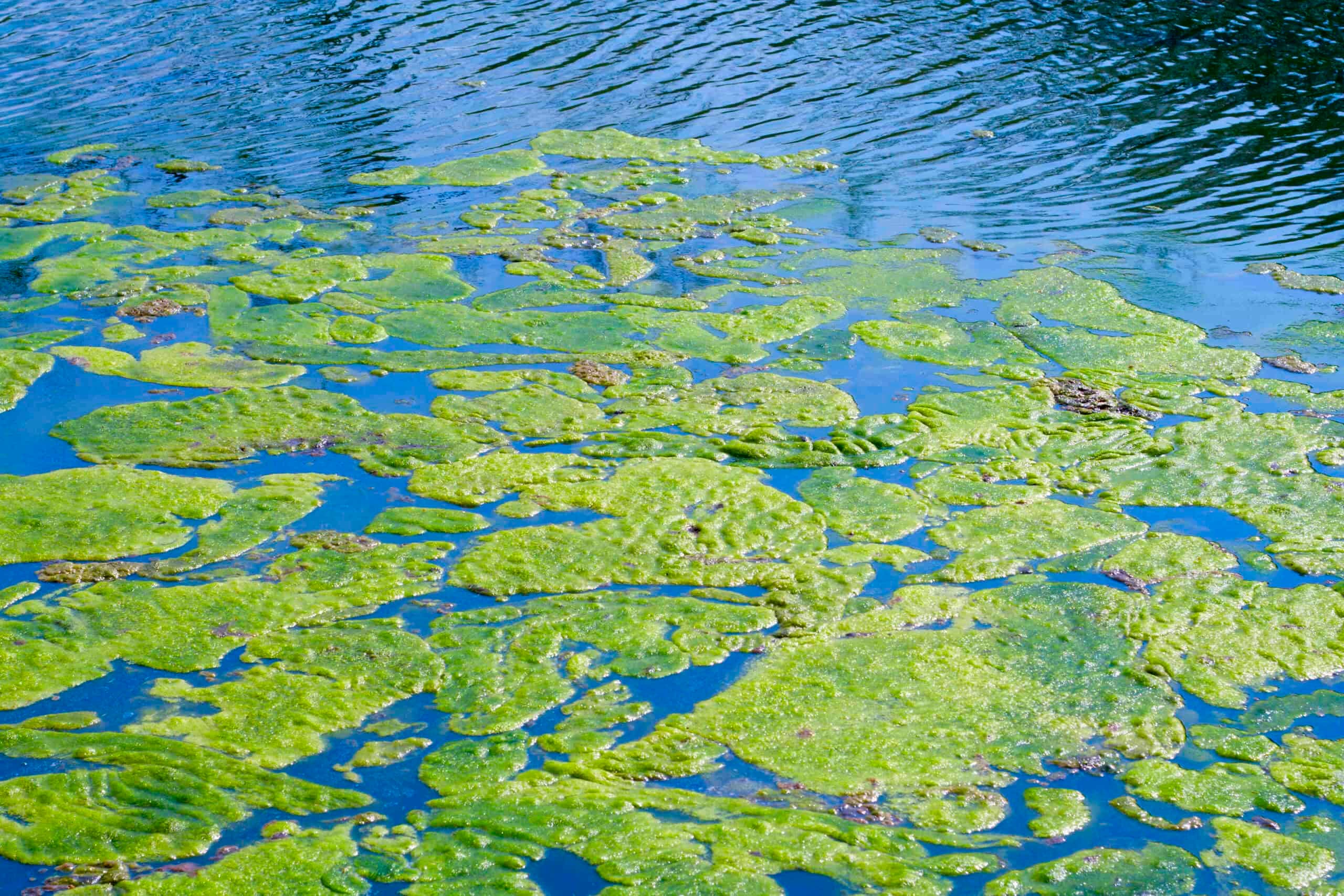 Green algae floating on the surface of water creating a natural pattern, exemplifying the importance of maintaining good water quality.