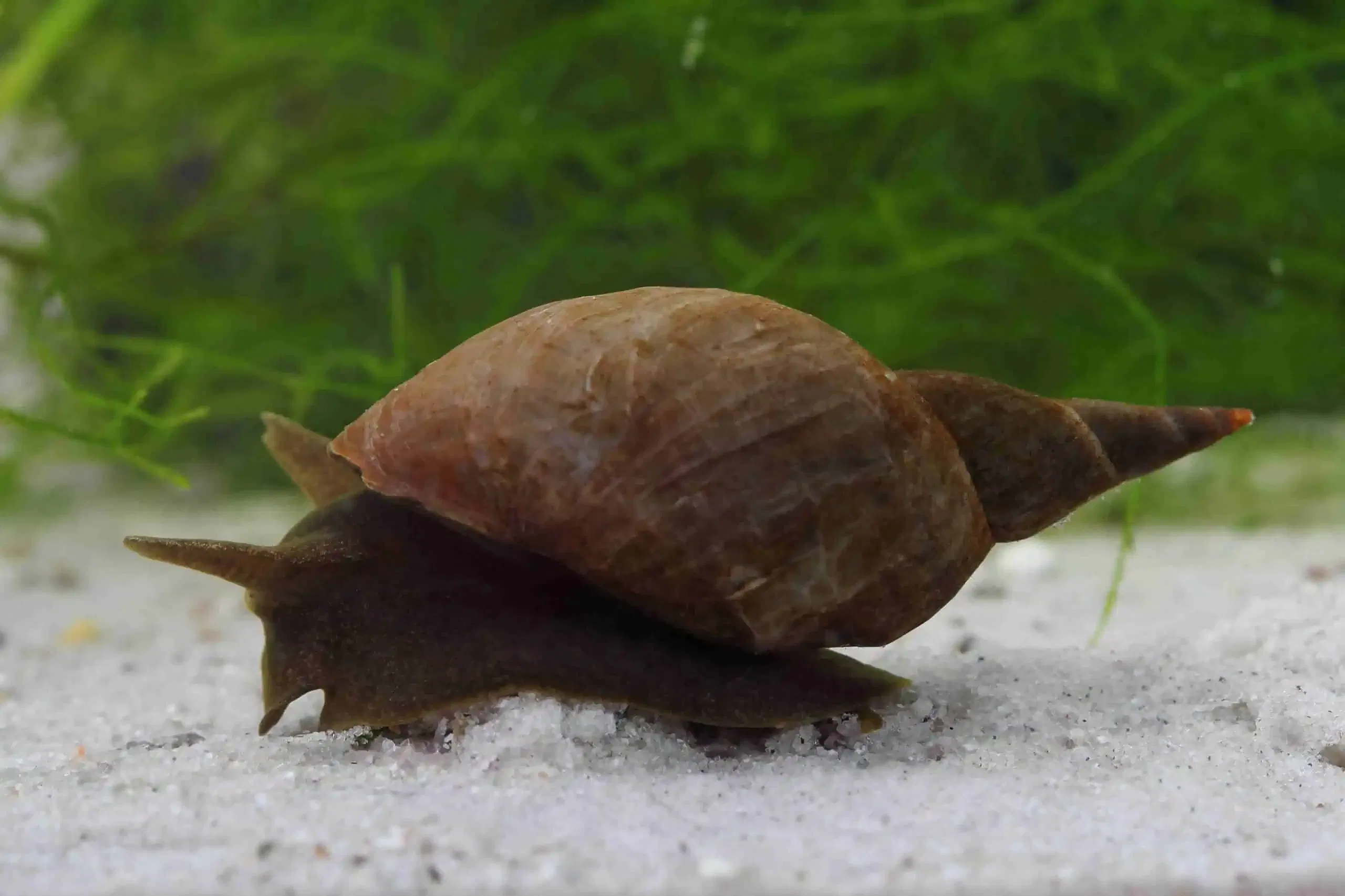 Close-up of a brown snail with a conical shell crawling on sandy substrate, with green aquatic plants in the background. This fascinating aquatic species navigates its environment with ease.