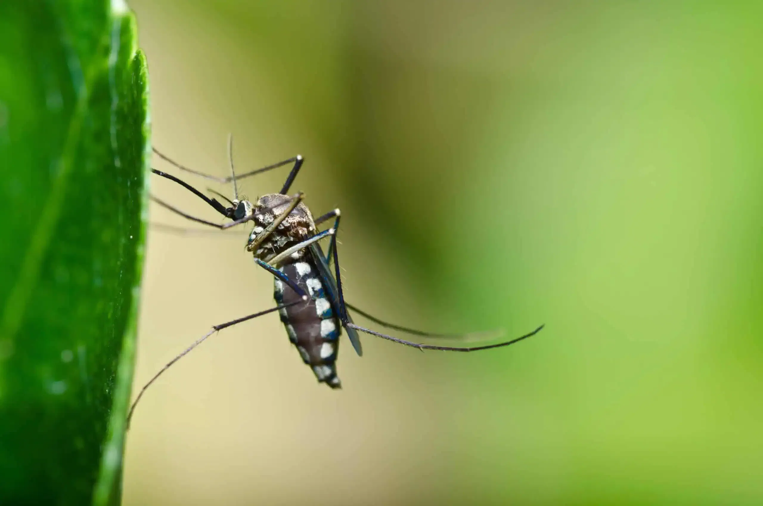 A close-up image of a mosquito, a predatory species, perched on a green leaf with a blurred green background.