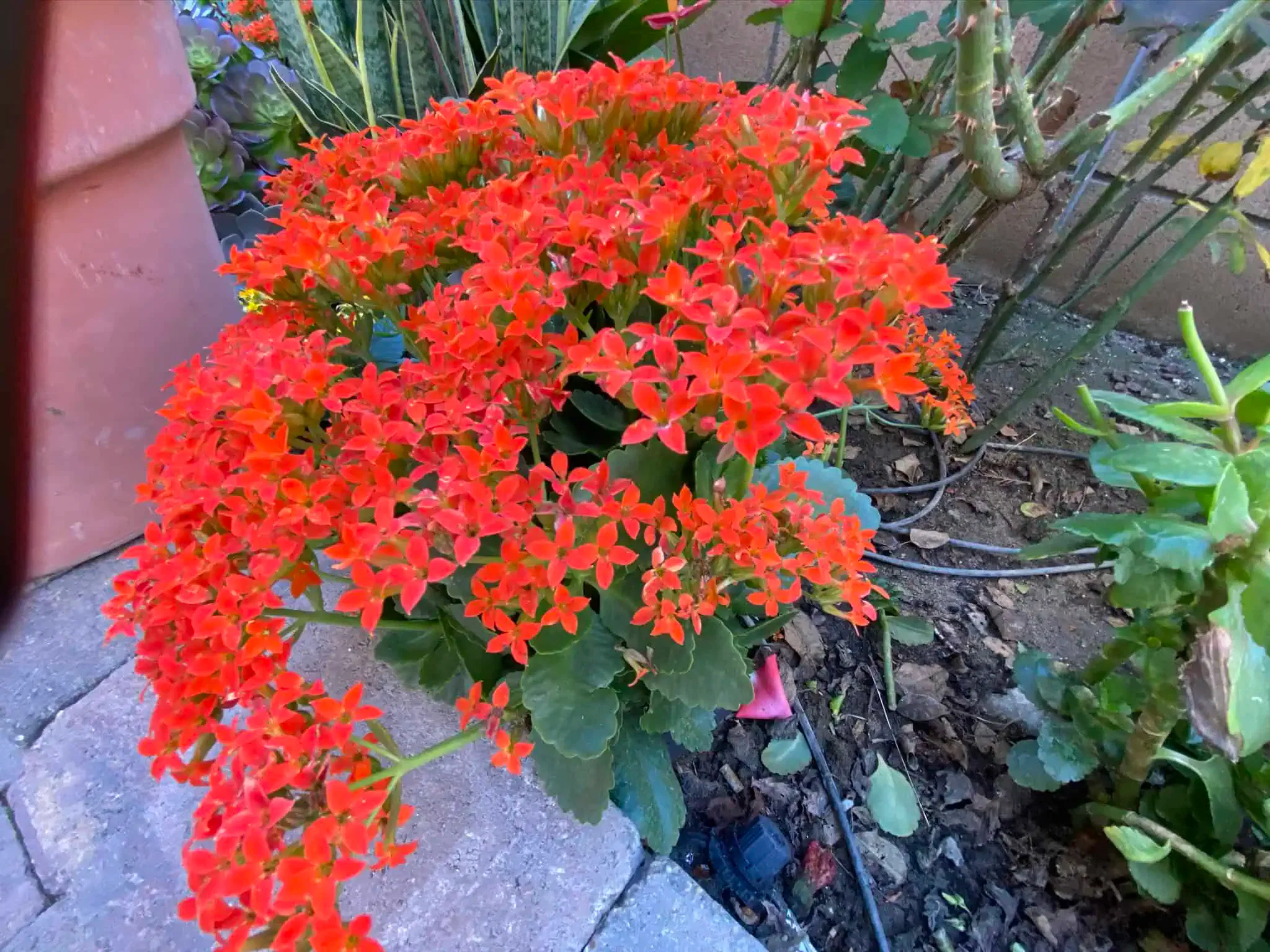 A plant with clusters of vibrant red flowers is flourishing in a garden bed, surrounded by lush green foliage and garden pavers, making it the perfect center piece for your landscaping projects.