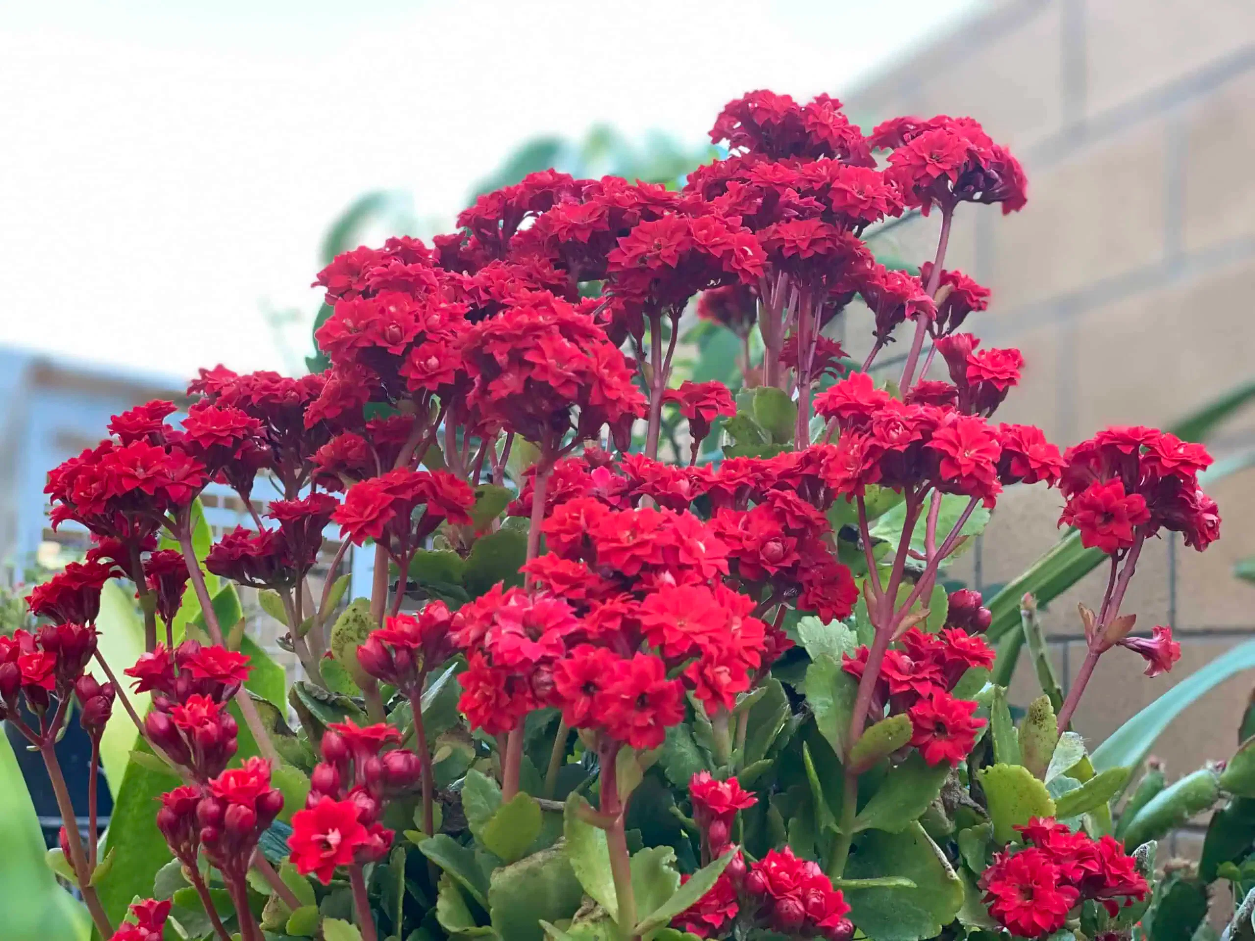 A cluster of bright red flowers with green leaves, set against a blurred background of a brick wall and other plants, resembling the meticulous arrangement seen in well-executed project planning.
