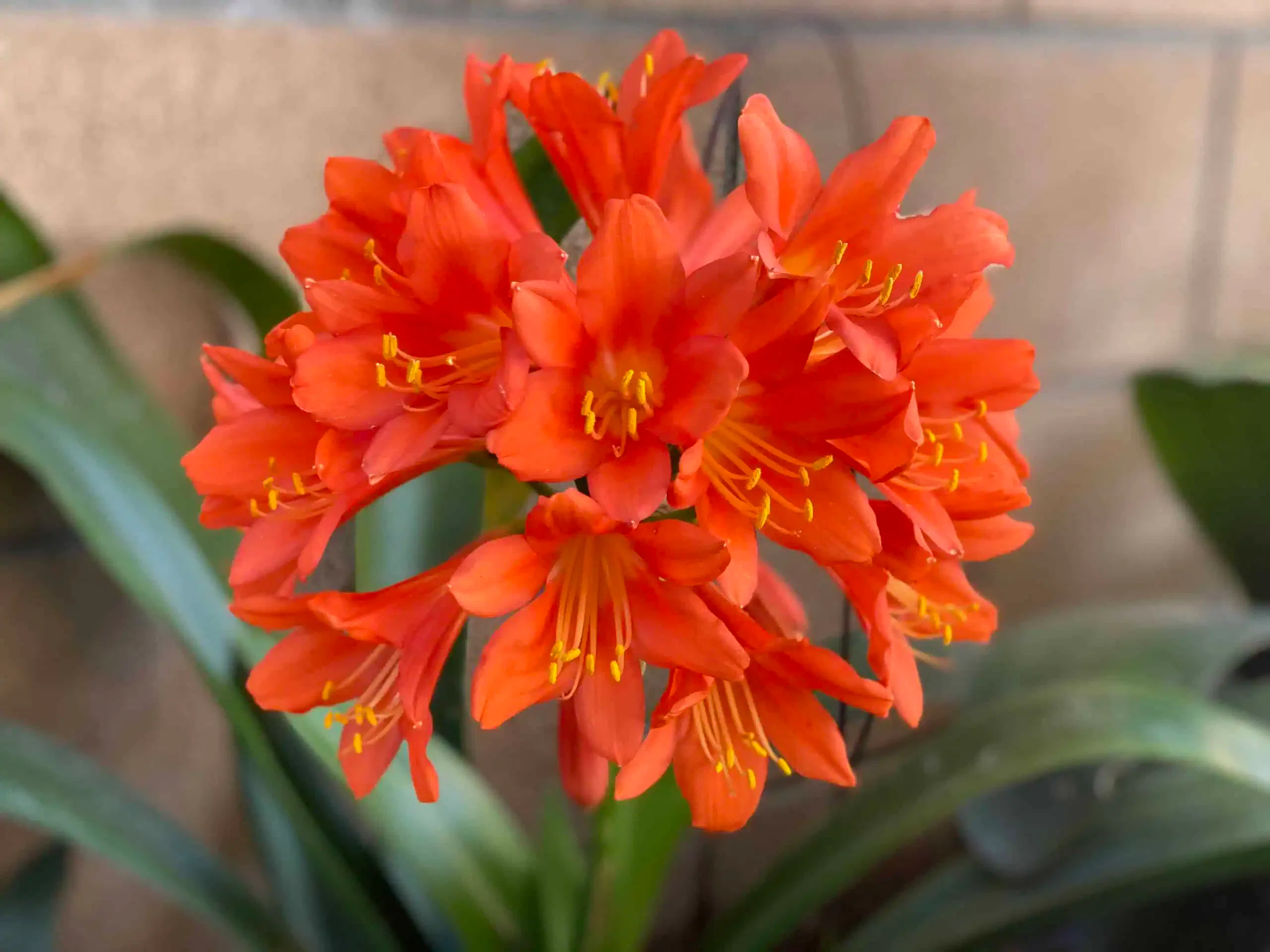 Close-up of a bright orange Clivia miniata flower cluster, with multiple blossoms and yellow-tipped stamens, set against a backdrop of green leaves and a blurred brick wall, symbolizing the beauty of teamwork in nature.
