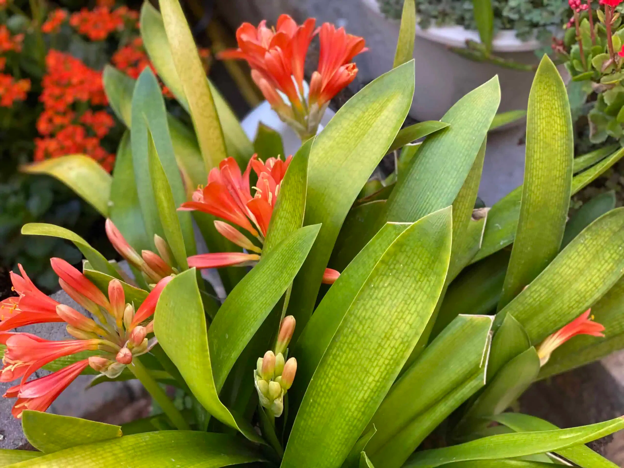A green plant with broad leaves and clusters of orange flowers is in focus, with red and white flowers blurred in the background, creating a picturesque scene reminiscent of floral projects.