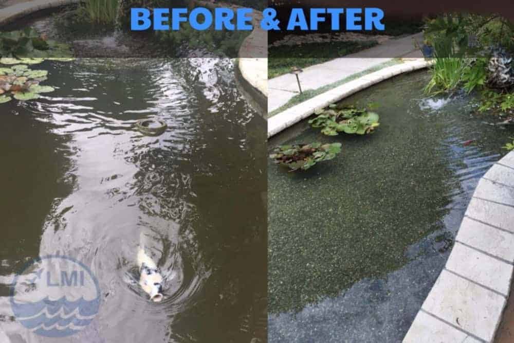 Side-by-side images of a pond before and after cleaning. The left image shows murky water with fish; the right image shows clearer water with visible pond plants and fewer fish, highlighting improved conditions around this Business Center's water feature. 