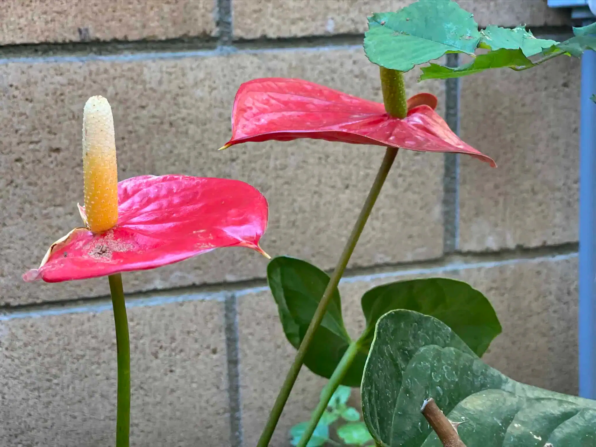 Two red anthurium flowers with yellow spadices project vibrantly against a brick wall backdrop. Green leaves surround the flowers, some showing slight signs of wear.