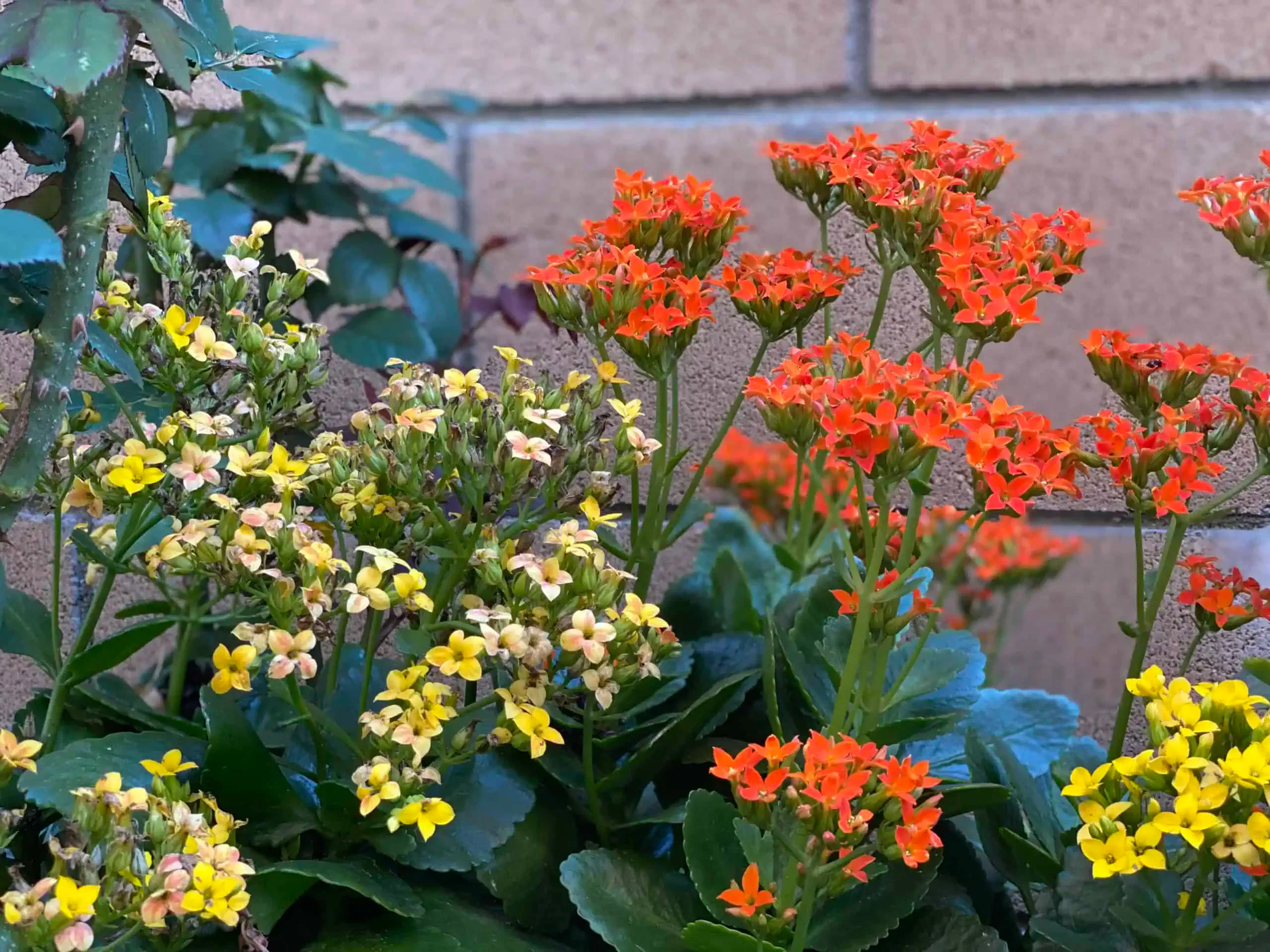 Yellow and orange flowers with green leaves bloom near a brick wall, creating natural little projects of color and vibrancy.