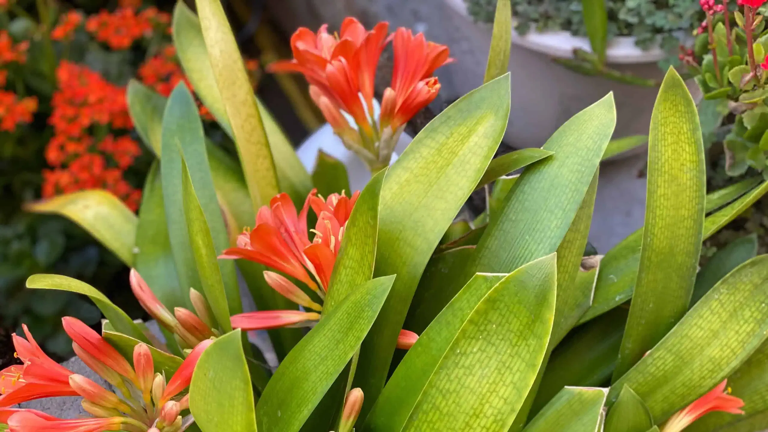 A close-up of orange flowers with long green leaves in a garden setting, showcasing ongoing gardening projects. Additional pots of plants are visible in the background.