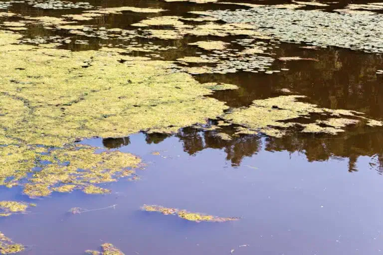 A pond water surface with green algae on the left, transitioning to clear dark water with the reflection of trees on the right—demonstrating the balance achieved through natural algae control.