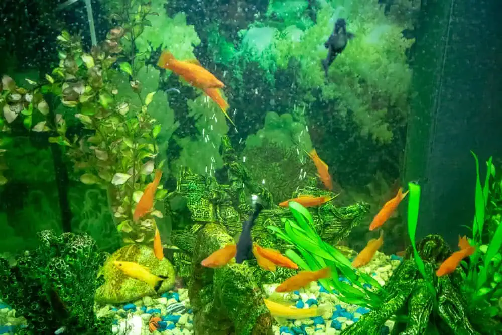 A fish tank filled with orange and black fish swimming amongst green plants, colorful gravel, and free of algae thanks to regular aquarium maintenance.