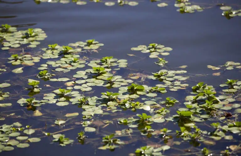 Aquatic Weed Harvesters