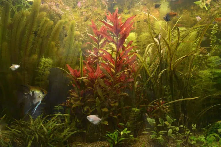 Importance Of Regular Algae Removal