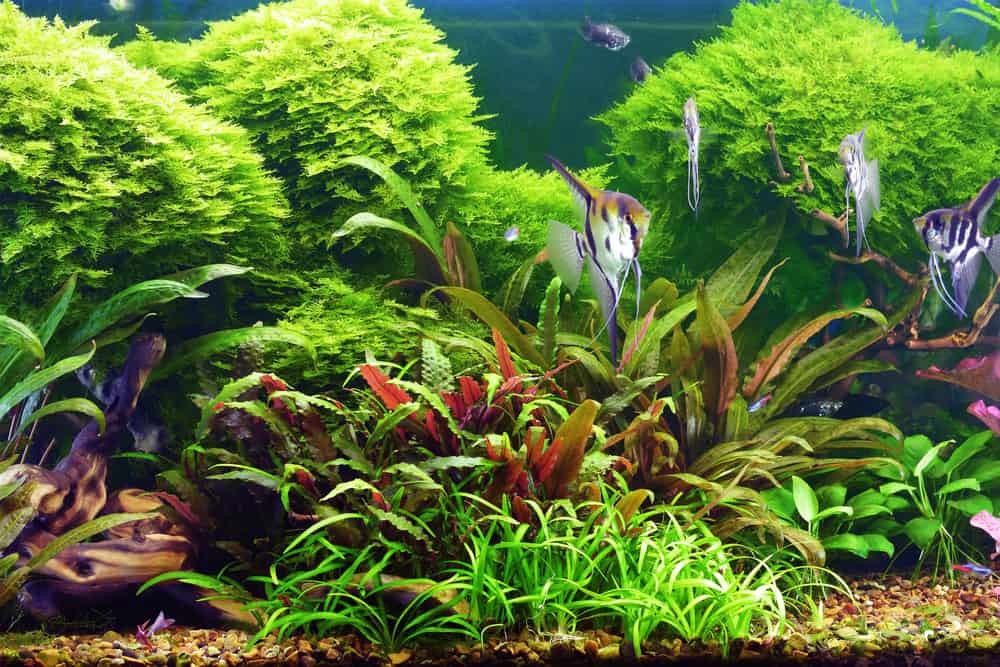 Natural And Preventative Solutions To Manage Algae