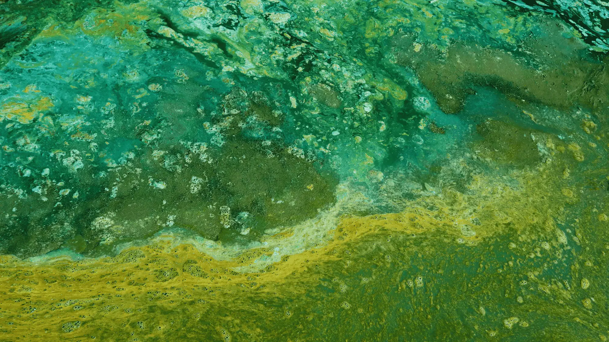 Aerial view of a body of water reveals a mesmerizing mix of colors in varying shades of green and yellow, with swirling patterns and textures indicative of algae or pollution.