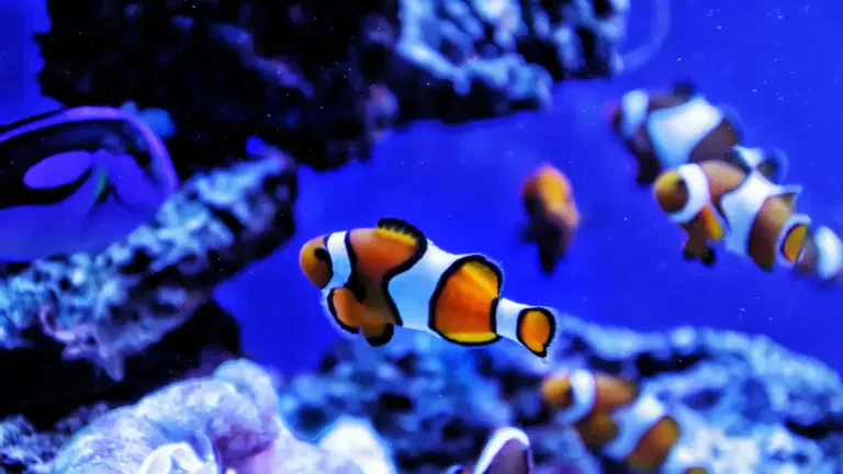 Four clownfish swimming among coral and rocks in a blue-lit aquarium, their vibrant colors contrasting beautifully with the meticulously clean surroundings, thanks to regular fish tank cleaning.