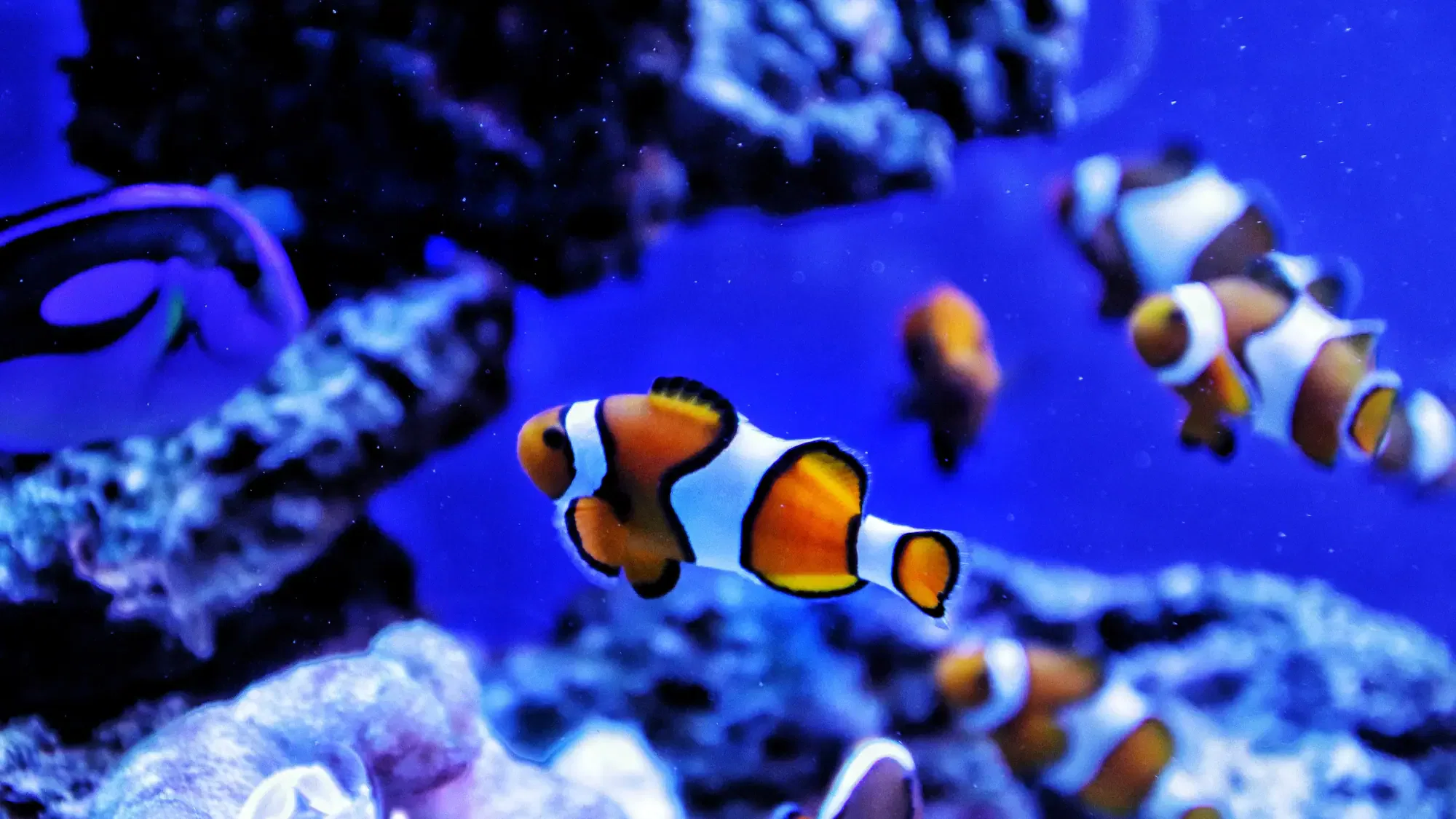 Four clownfish swimming among coral and rocks in a blue-lit aquarium, their vibrant colors contrasting beautifully with the meticulously clean surroundings, thanks to regular fish tank cleaning.