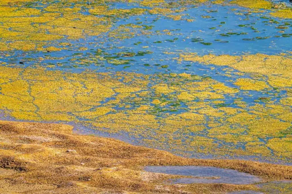 A body of water covered in a mosaic of vibrant colors, with green and yellow algae interspersed among patches of clear blue water.