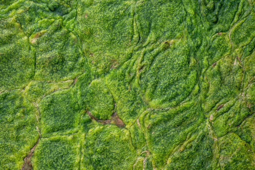 Close-up of a textured surface covered with green algae, showcasing a guide to intricate patterns and shades of green.