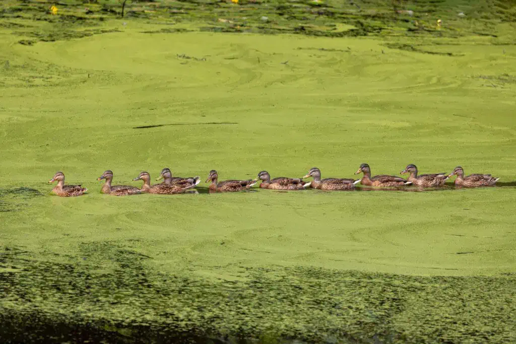 A line of ducks swims together in the green, algae-covered water, their synchronized movement creating a beautiful contrast of colors.