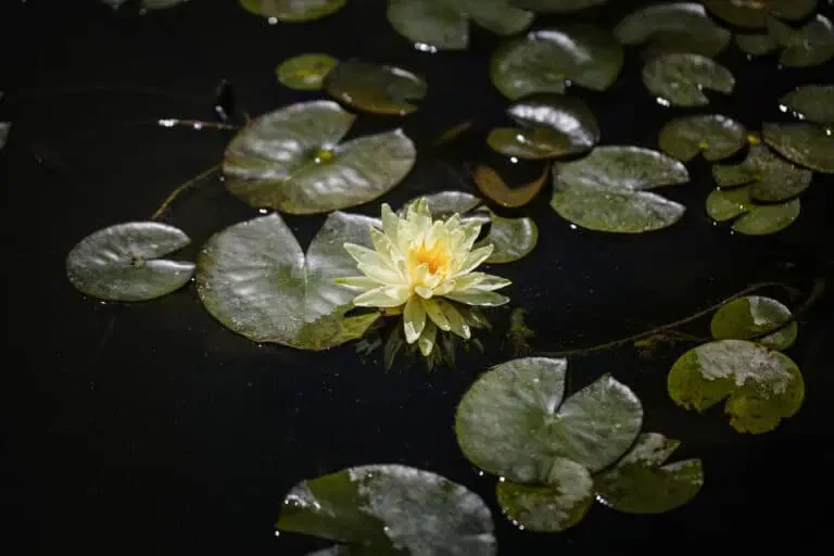 pond lily flower | Lake Management Inc.