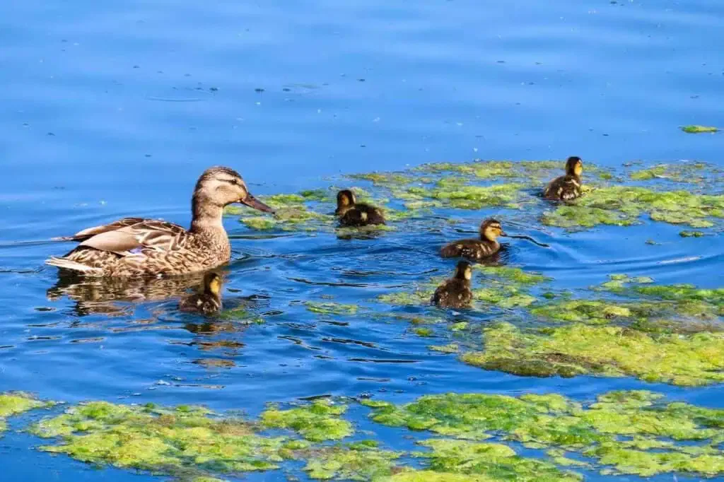A duck swims in a pond surrounded by five ducklings and patches of green algae.