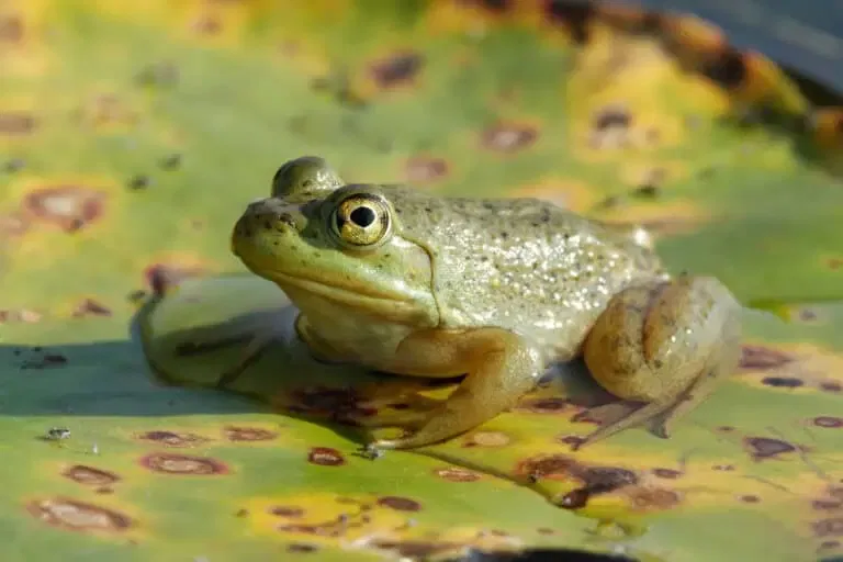 Are There Specific Types Of Plant Or Animal Life Unique To Lakes Or Ponds