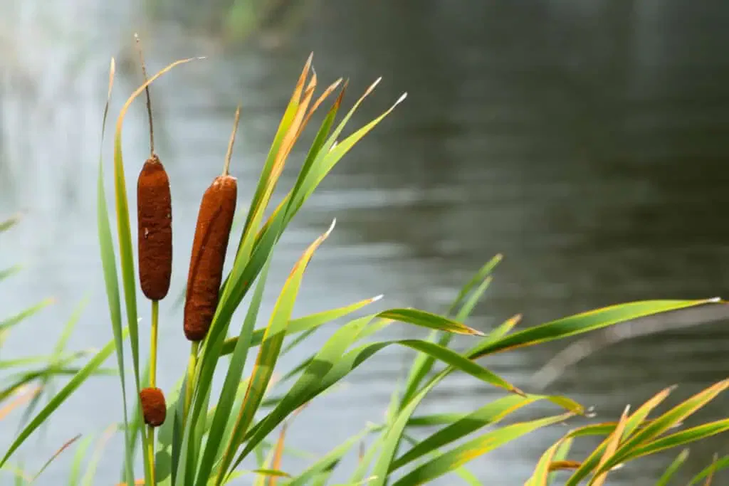 Cattails with long green leaves grace the edges of a calm pond, offering tranquility for pond owners to enjoy.